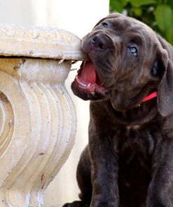 Hóng Thiên Khuyển